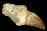 Fossil Rooted Mosasaur (Prognathodon) Tooth - Morocco #116926-1